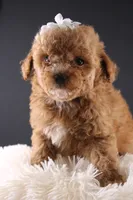 Poppy, a female Shihpoo for sale in Greensboro, NC – 3 of 8
