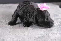 Felicity, a female Miniature Goldendoodle for sale in Greensboro, NC – 6 of 7