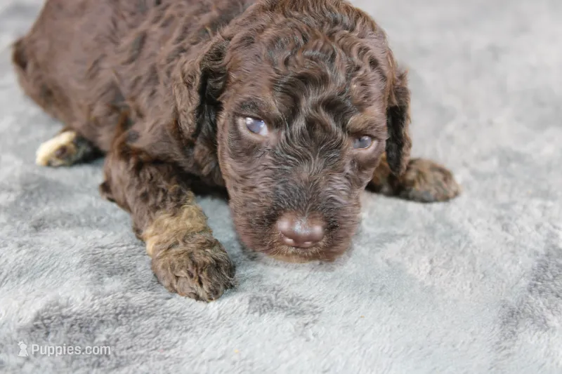 Patsy C – Poodle - Standard  puppy for sale in Greensboro, NC