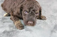 Patsy C, a female Poodle - Standard  for sale in Greensboro, NC – 1 of 8