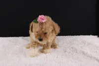 Piper, a female Shihpoo for sale in Greensboro, NC – 5 of 9