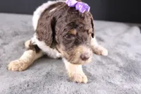 Loretta L, a female Poodle - Standard  for sale in Greensboro, NC – 2 of 8