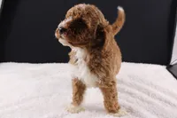 Brewster, a male Miniature Goldendoodle for sale in Greensboro, NC – 3 of 7