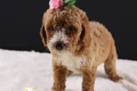 Daisy, a female Miniature Goldendoodle for sale in Greensboro, NC – 3 of 8