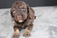 Patsy C, a female Poodle - Standard  for sale in Greensboro, NC – 7 of 8