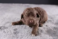 Christian, a male Miniature Goldendoodle for sale in Greensboro, NC – 2 of 7