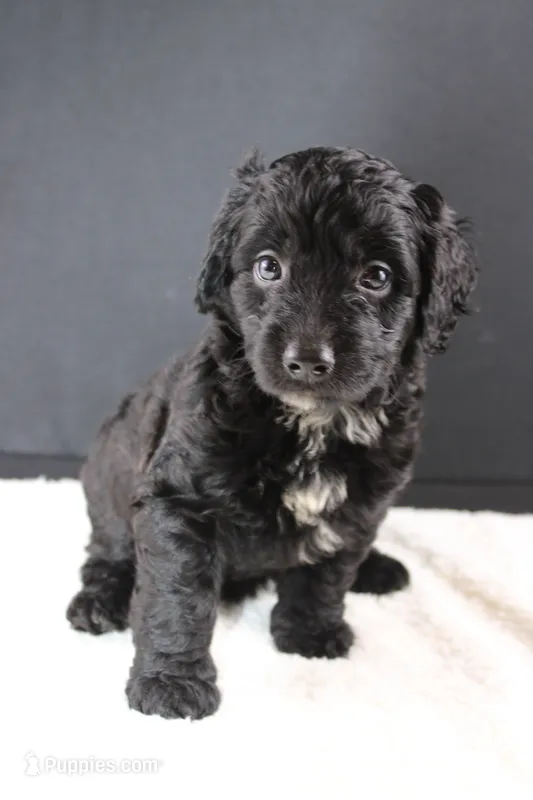 Felicity – Miniature Goldendoodle puppy for sale in Greensboro, NC