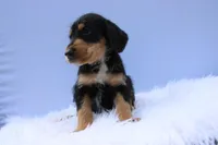 Cosmo, a male Doberman Pinscher and Poodle - Standard  for sale in Greensboro, NC – Photo 4 of 4