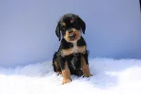 Cosmo, a male Doberman Pinscher and Poodle - Standard  for sale in Greensboro, NC – Photo 1 of 4