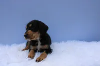 Cosmo, a male Doberman Pinscher and Poodle - Standard  for sale in Greensboro, NC – Photo 2 of 4