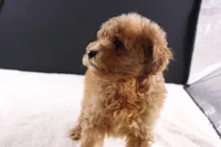 Milo, a male Shihpoo for sale in Greensboro, NC – 7 of 10