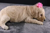 Dolly P, a female Poodle - Standard  for sale in Greensboro, NC – 9 of 10