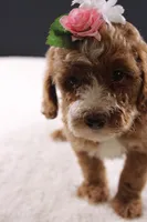 Honey, a female Miniature Goldendoodle for sale in Greensboro, NC – 8 of 10