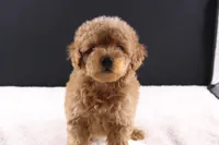 Milo, a male Shihpoo for sale in Greensboro, NC – 6 of 10