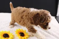 Teddy, a male Miniature Goldendoodle for sale in Greensboro, NC – 7 of 10