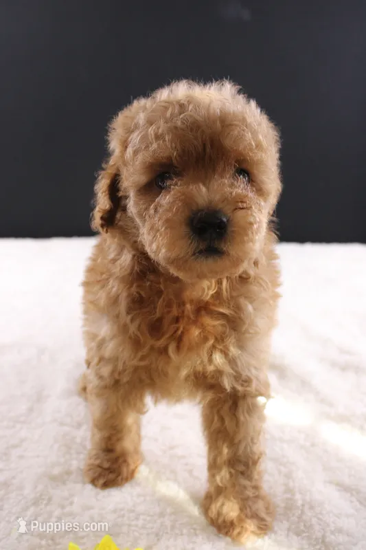 Milo – Shihpoo puppy for sale in Greensboro, NC