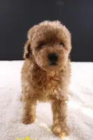 Milo, a male Shihpoo for sale in Greensboro, NC – 1 of 10