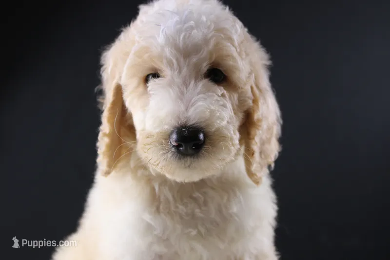 Waylon J – Poodle - Standard  puppy for sale in Greensboro, NC