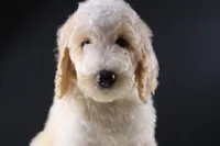 Waylon J, a male Poodle - Standard  for sale in Greensboro, NC – 1 of 8