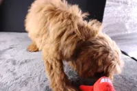 Swiper, a male Miniature Aussiedoodle for sale in Greensboro, NC – 7 of 10