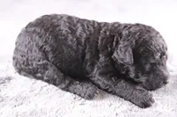 Deacon, a male Miniature Goldendoodle for sale in Greensboro, NC – 5 of 7