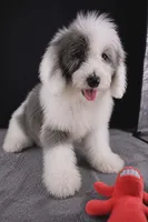 Boots, a male Miniature Aussiedoodle for sale in Greensboro, NC – 5 of 7