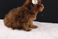 LuLu, a female Shihpoo for sale in Greensboro, NC – 3 of 8