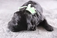 Harmony, a female Miniature Goldendoodle for sale in Greensboro, NC – 8 of 8