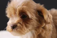 Theo, a male Shihpoo for sale in Greensboro, NC – 2 of 10