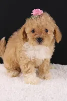 Piper, a female Shihpoo for sale in Greensboro, NC – 9 of 9