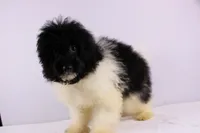 Klondike, a male Pomapoo for sale in Greensboro, NC – Photo 3 of 4