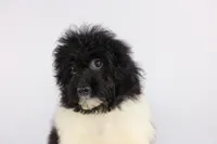 Klondike, a male Pomapoo for sale in Greensboro, NC – Photo 1 of 4