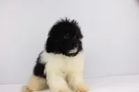 Klondike, a male Pomapoo for sale in Greensboro, NC – Photo 4 of 4