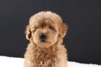 Milo, a male Shihpoo for sale in Greensboro, NC – 10 of 10