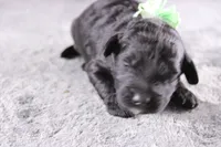 Harmony, a female Miniature Goldendoodle for sale in Greensboro, NC – 2 of 8