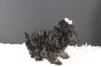 Chyna, a female Poodle - Toy  for sale in Greensboro, NC – 3 of 9