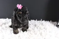 Chyna, a female Poodle - Toy  for sale in Greensboro, NC – 7 of 9
