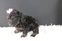 Chyna, a female Poodle - Toy  for sale in Greensboro, NC – 6 of 9