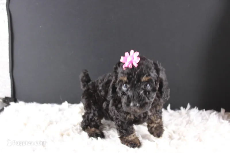Chyna – Poodle - Toy  puppy for sale in Greensboro, NC