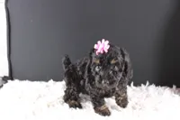 Chyna, a female Poodle - Toy  for sale in Greensboro, NC – 1 of 9