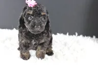 Chyna, a female Poodle - Toy  for sale in Greensboro, NC – 2 of 9