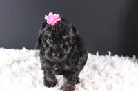 Chyna, a female Poodle - Toy  for sale in Greensboro, NC – 8 of 9