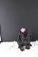 Chyna, a female Poodle - Toy  for sale in Greensboro, NC – 4 of 9