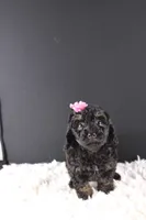 Chyna, a female Poodle - Toy  for sale in Greensboro, NC – 5 of 9