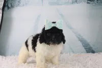 Icelyn, a female Poodle - Toy  for sale in Greensboro, NC – Photo 4 of 9