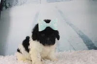 Icelyn, a female Poodle - Toy  for sale in Greensboro, NC – Photo 2 of 9