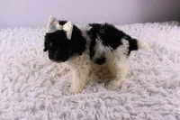 Icelyn, a female Poodle - Toy  for sale in Greensboro, NC – Photo 5 of 9