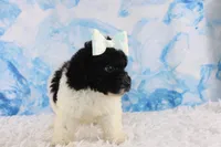 Icelyn, a female Poodle - Toy  for sale in Greensboro, NC – Photo 9 of 9