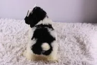 Icelyn, a female Poodle - Toy  for sale in Greensboro, NC – Photo 7 of 9