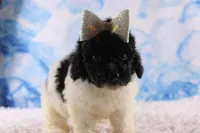 Icelyn, a female Poodle - Toy  for sale in Greensboro, NC – Photo 3 of 9